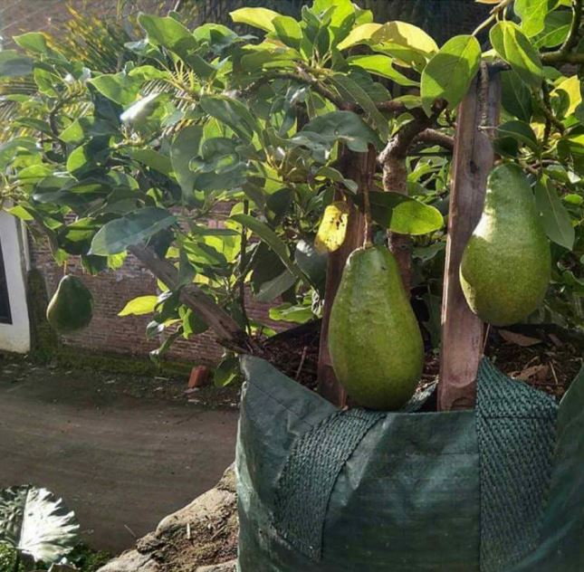 bibit alpukat alligator