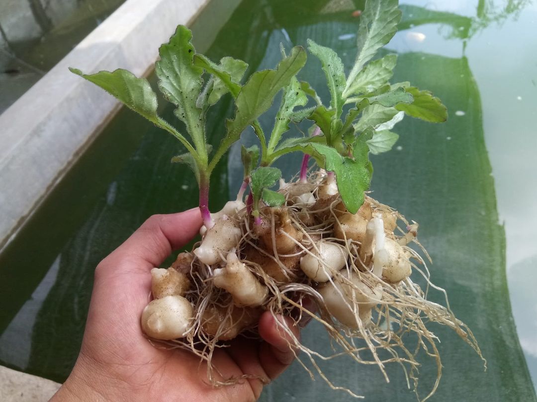 bibit tanaman daun dewa bibit tanaman daun dewa