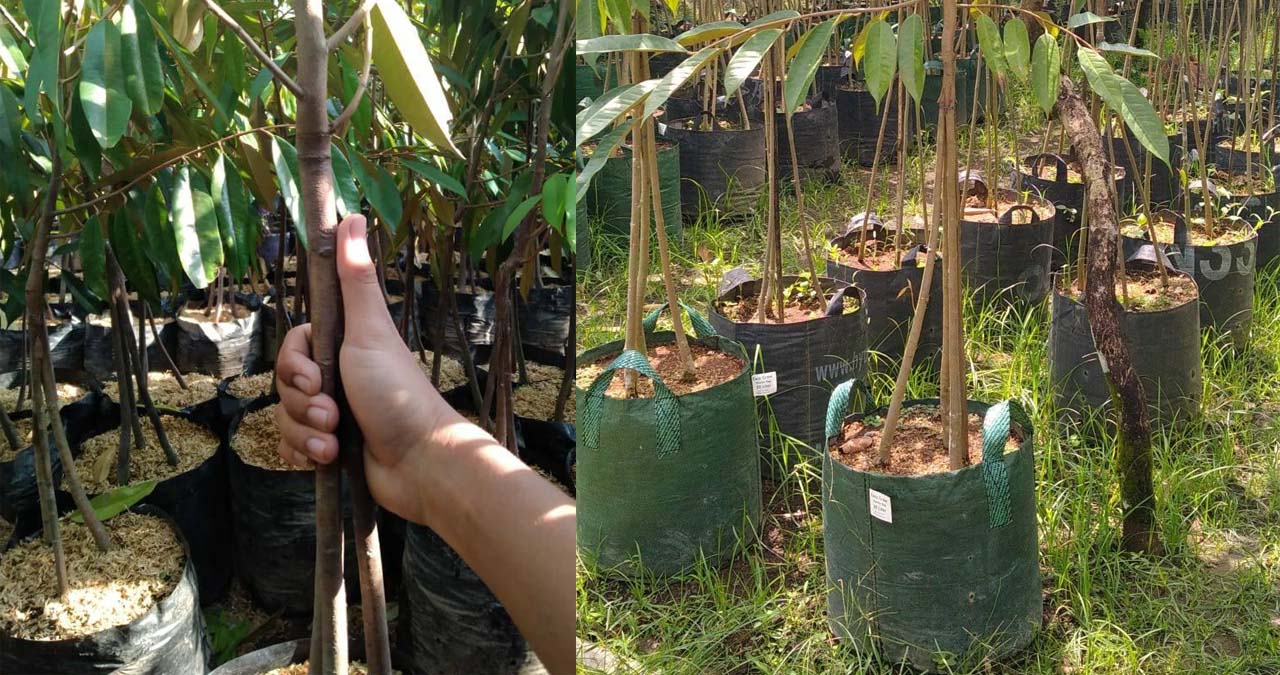bibit pohon durian musang king kaki tiga bibit pohon durian musangking kaki tiga