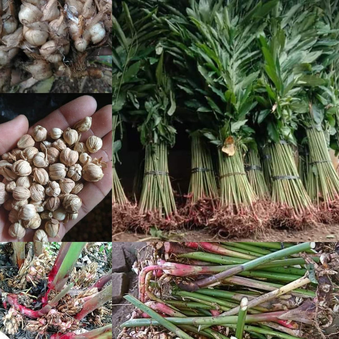 bibit kapulaga bibit kapulaga