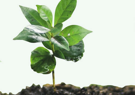 bibit kopi robusta bibit kopi robusta