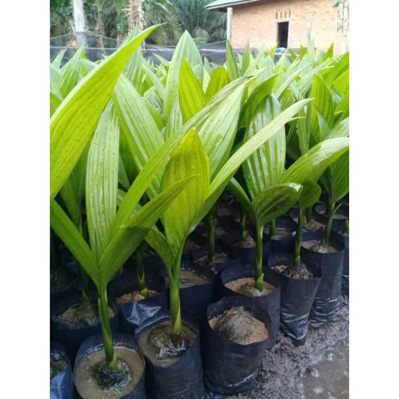 bibit pinang betara bibit pinang