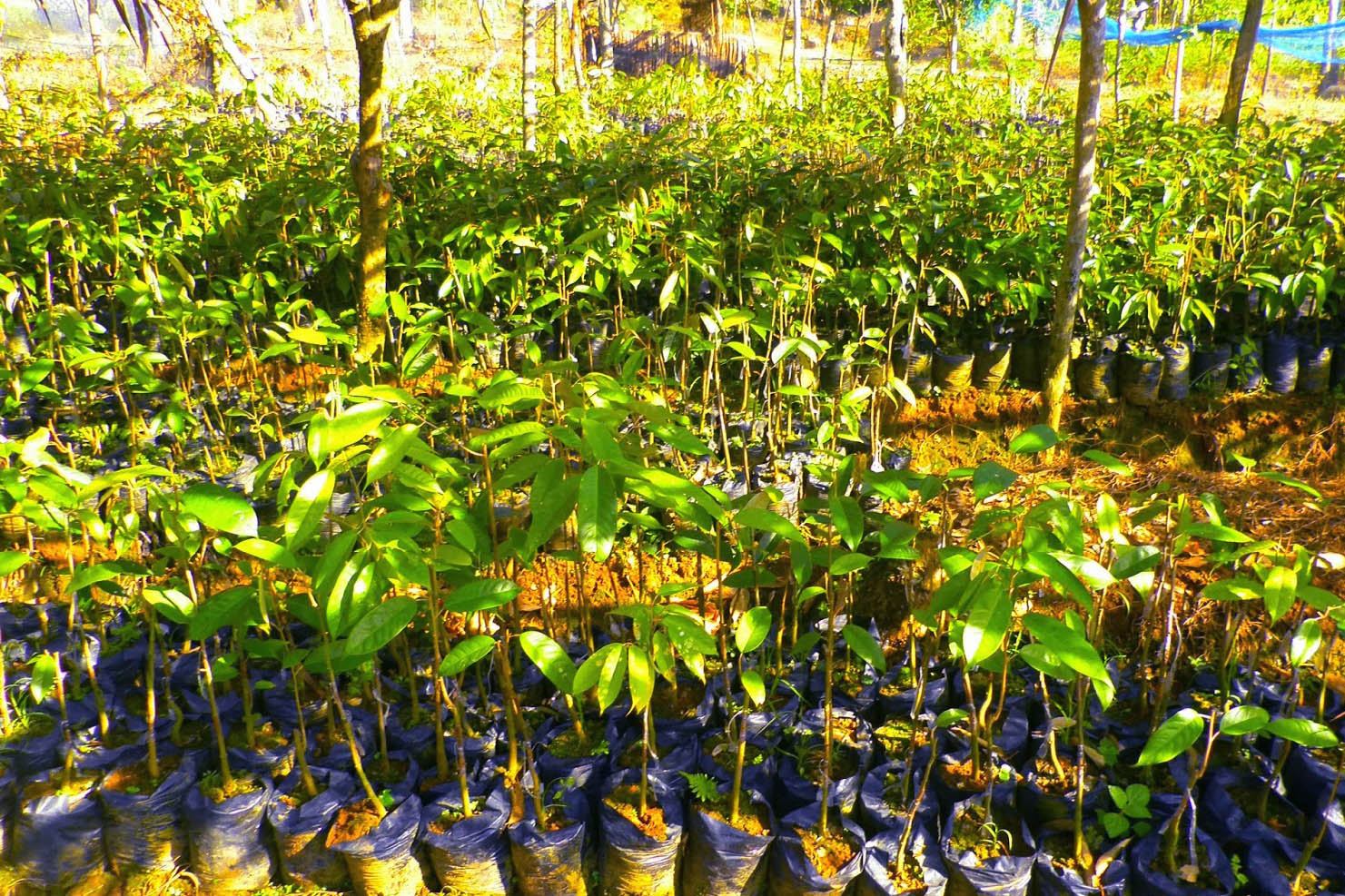 bibit pohon rambutan bibit pohon rambutan