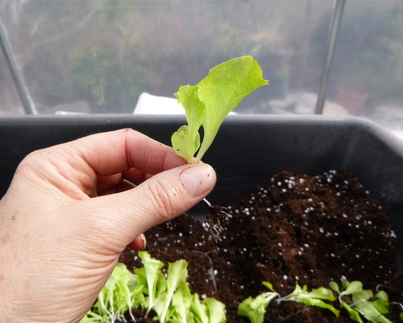 penyemaian bibit selada penyemaian bibit selada