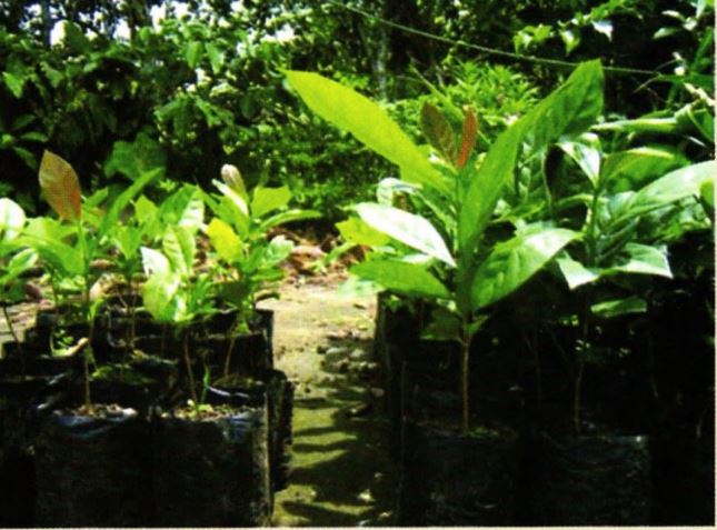 bibit tanaman kopi bibit tanaman kopi