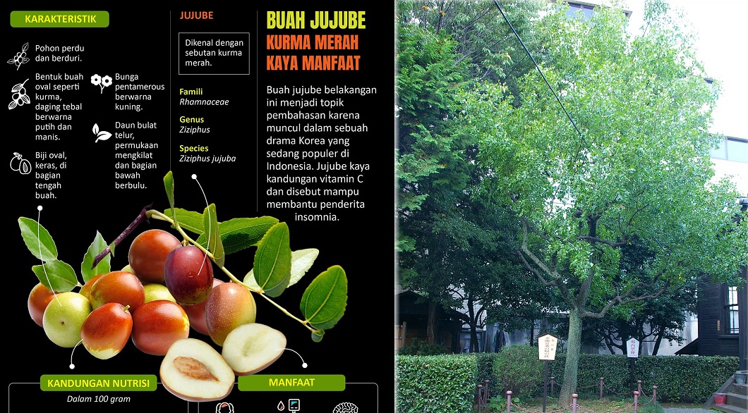 jujube bidara cina