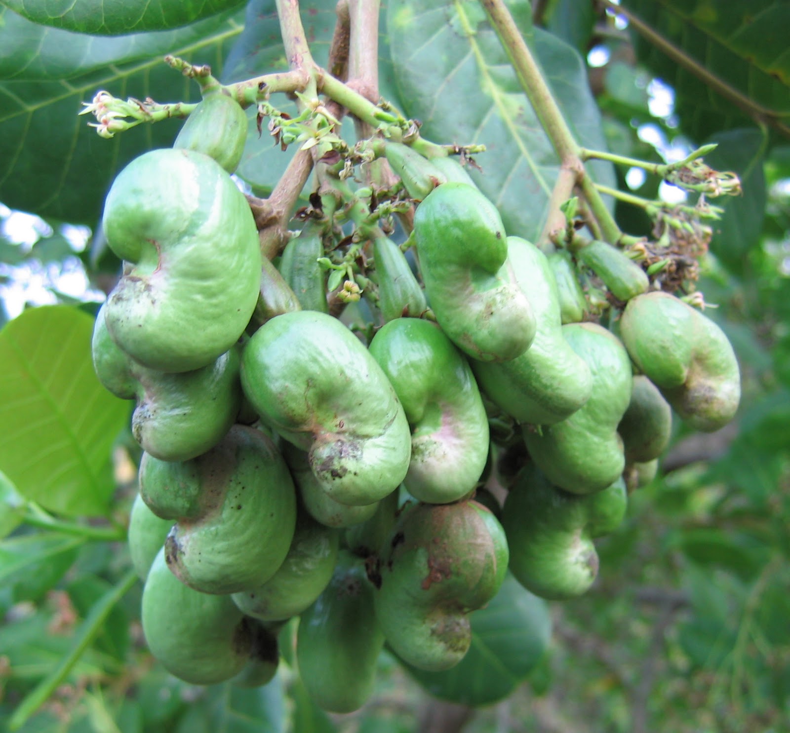 kacang mete muda