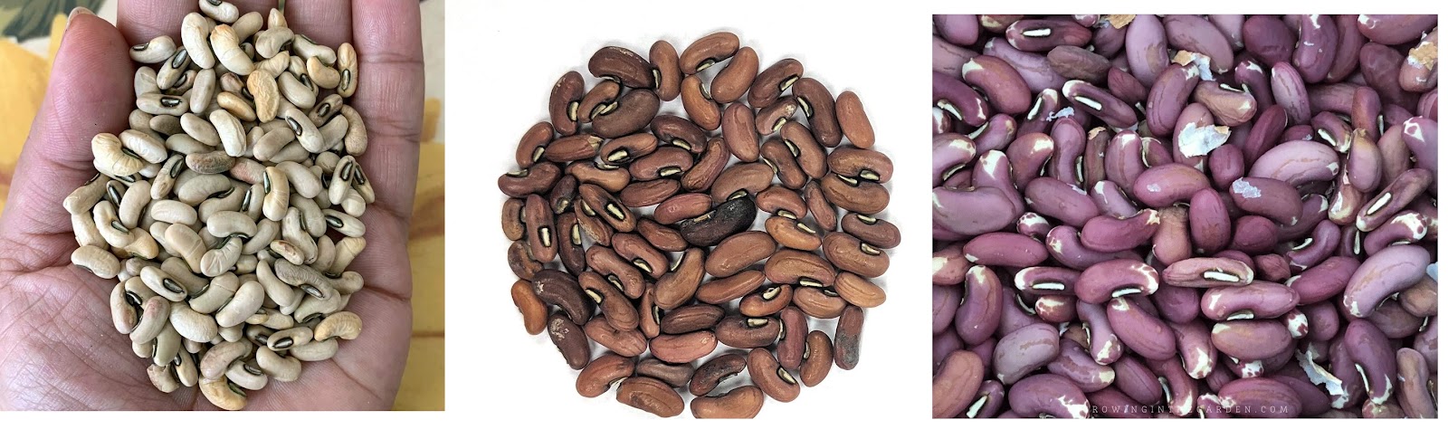 biji kacang panjang biji kacang panjang