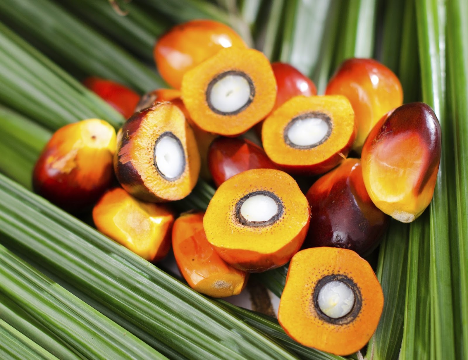 buah kelapa sawit biji kelapa sawit