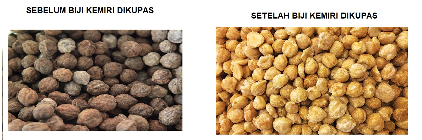 BIJI KEMIRI BIJI KEMIRI