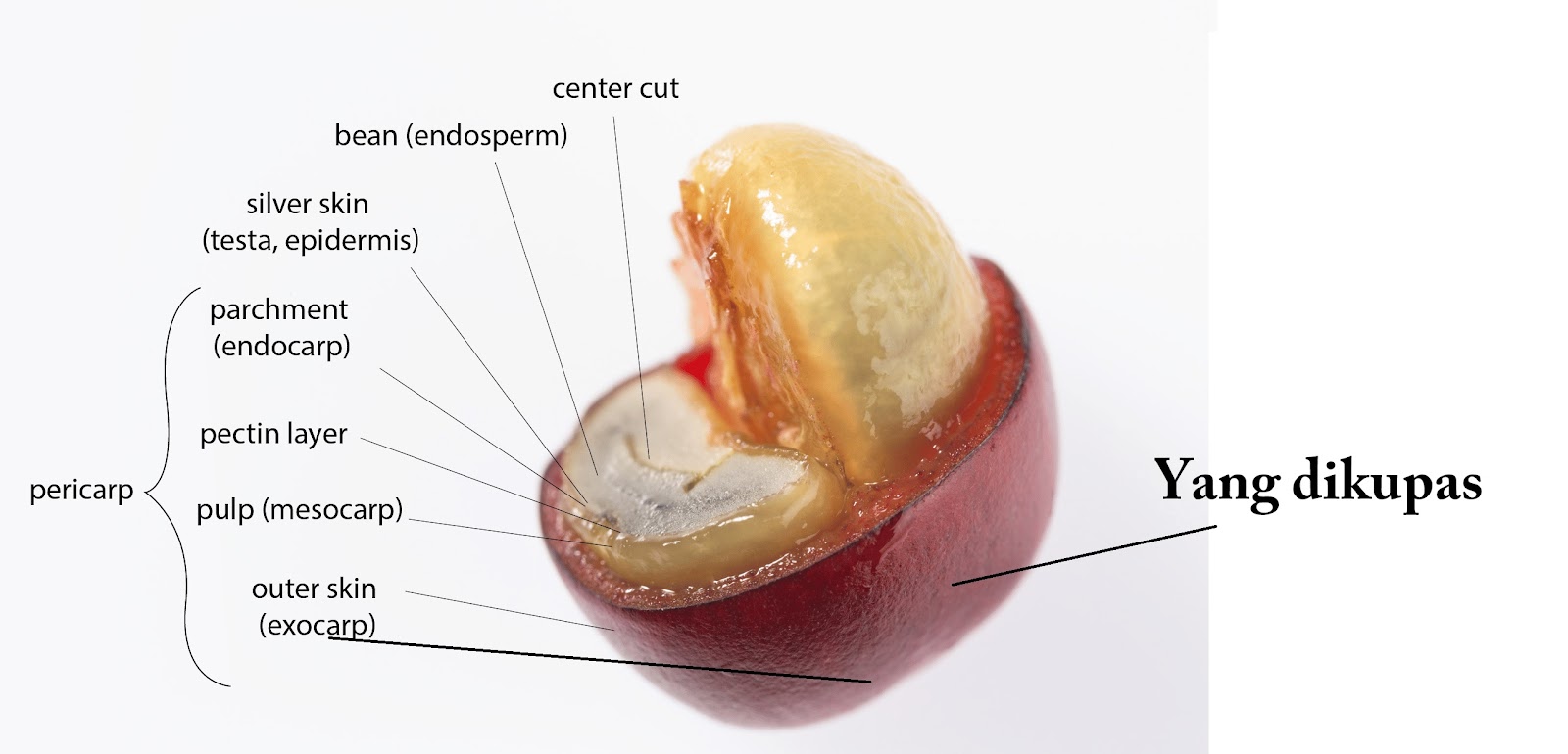 bagian biji kopi yang dikupas bagian biji kopi yang dikupas