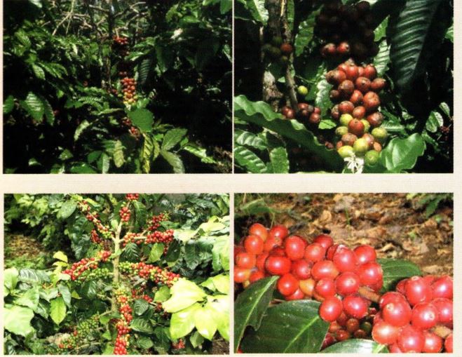 Pohon kopi robusta dan arabika