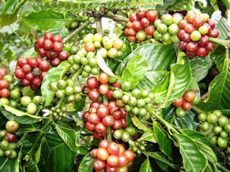 buah kopi buah kopi