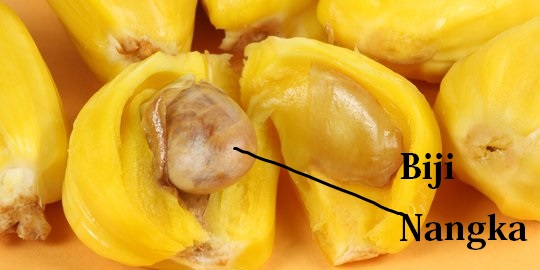 biji nangka biji nangka