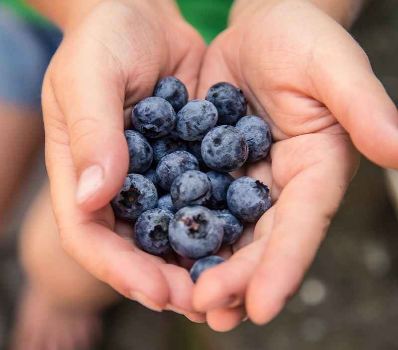 buah-yang-bagus-untuk-ginjal-blueberry buah-yang-bagus-untuk-ginjal-blueberry