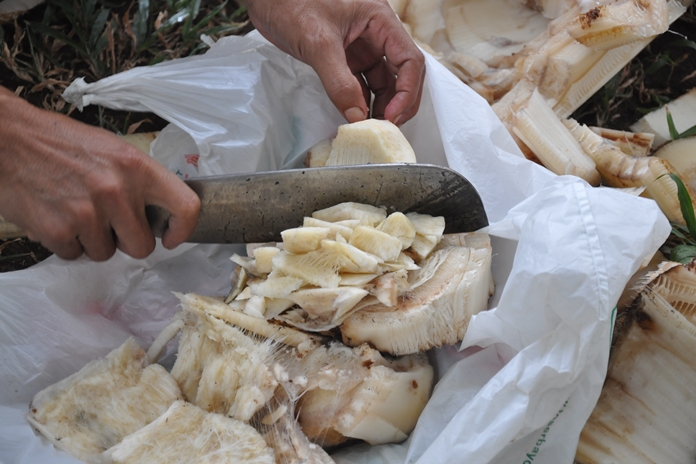 bonggol pisang bonggol pisang