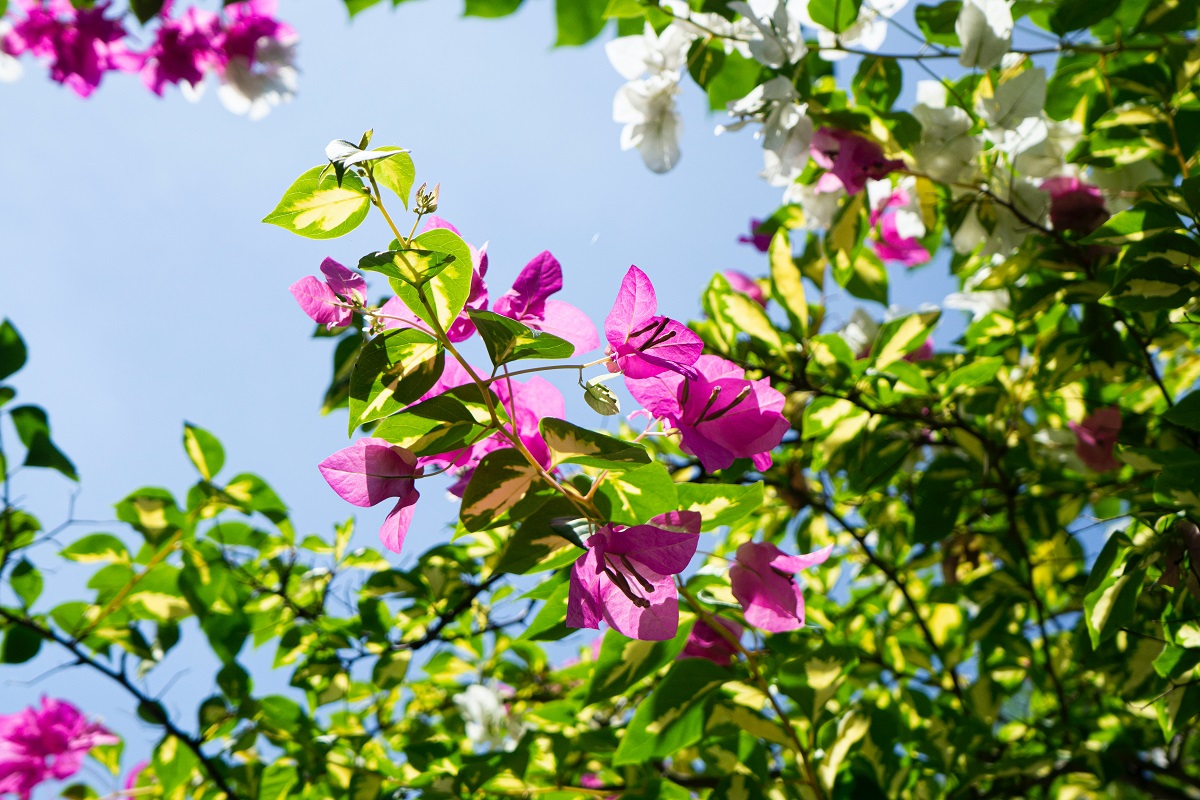 gambar-bunga-bougenville gambar-bunga-bougenville