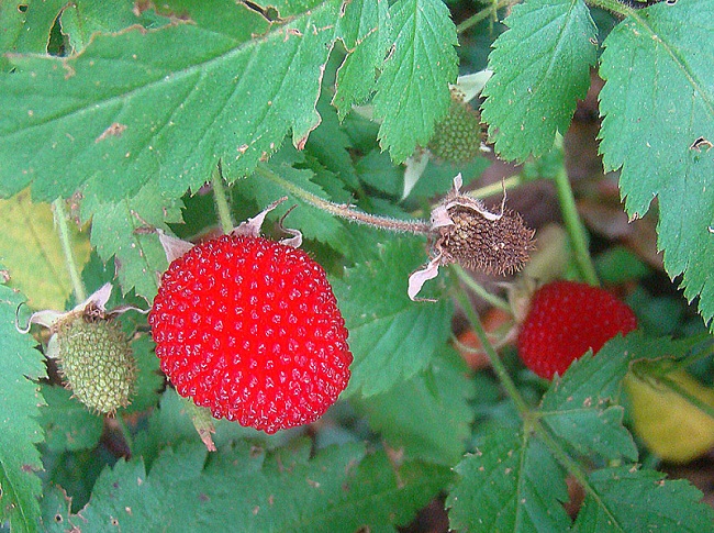 manfaat-buah-arbei manfaat-buah-arbei