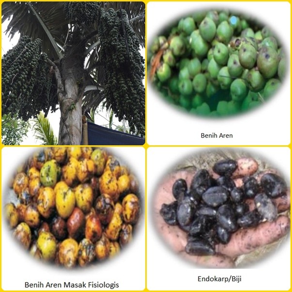buah enau buah aren