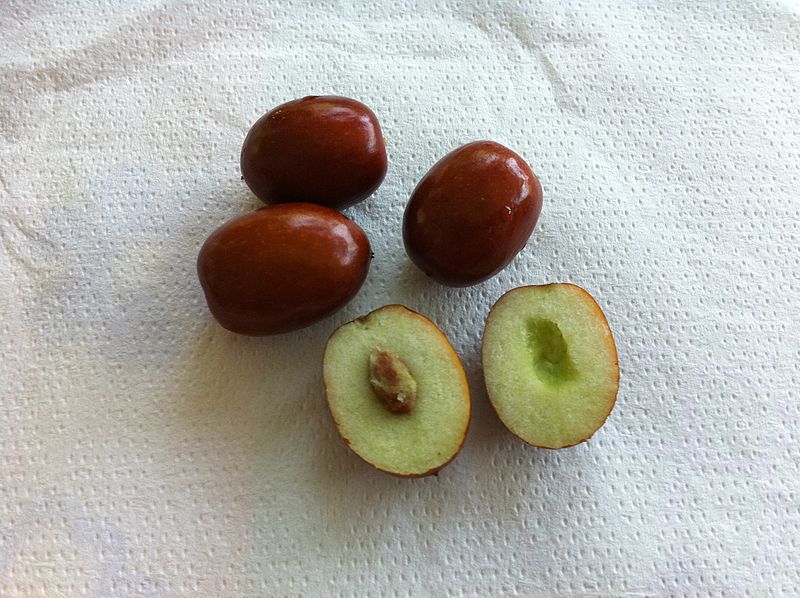 jujube buah jujube