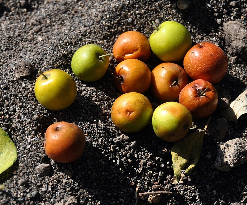 buah bidara matng buah bidara