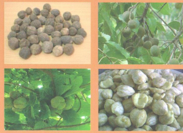 biji kemiri buah kemiri