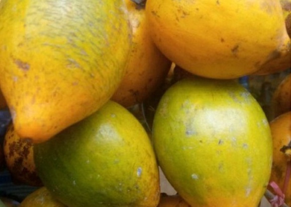 buah-campolay buah-campolay