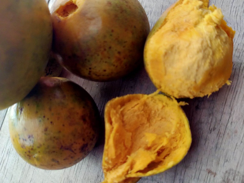 campolay-buah campolay-buah