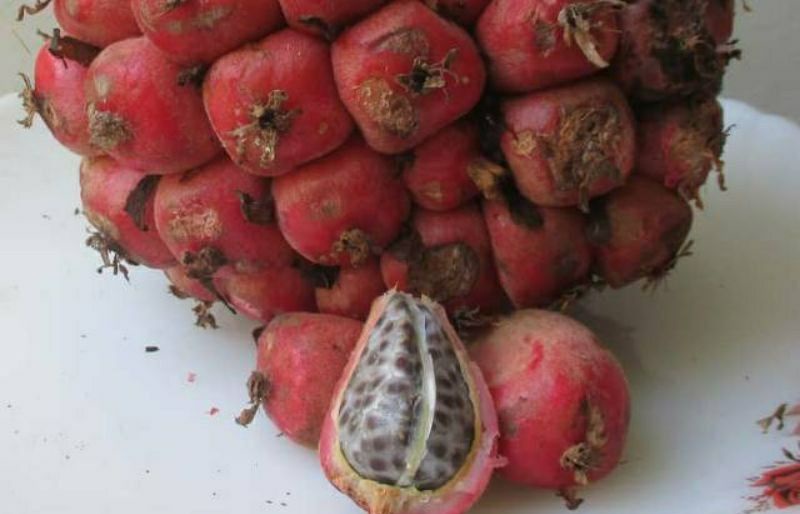 buah-honje buah-honje