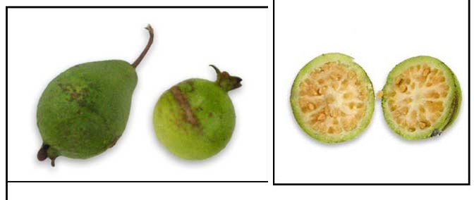 buah jambu biji buah jambu biji