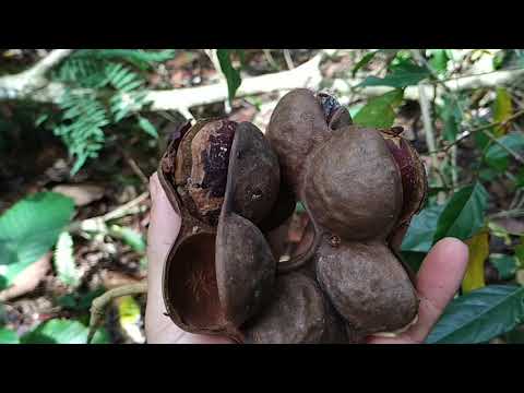 buah jengkol buah jengkol