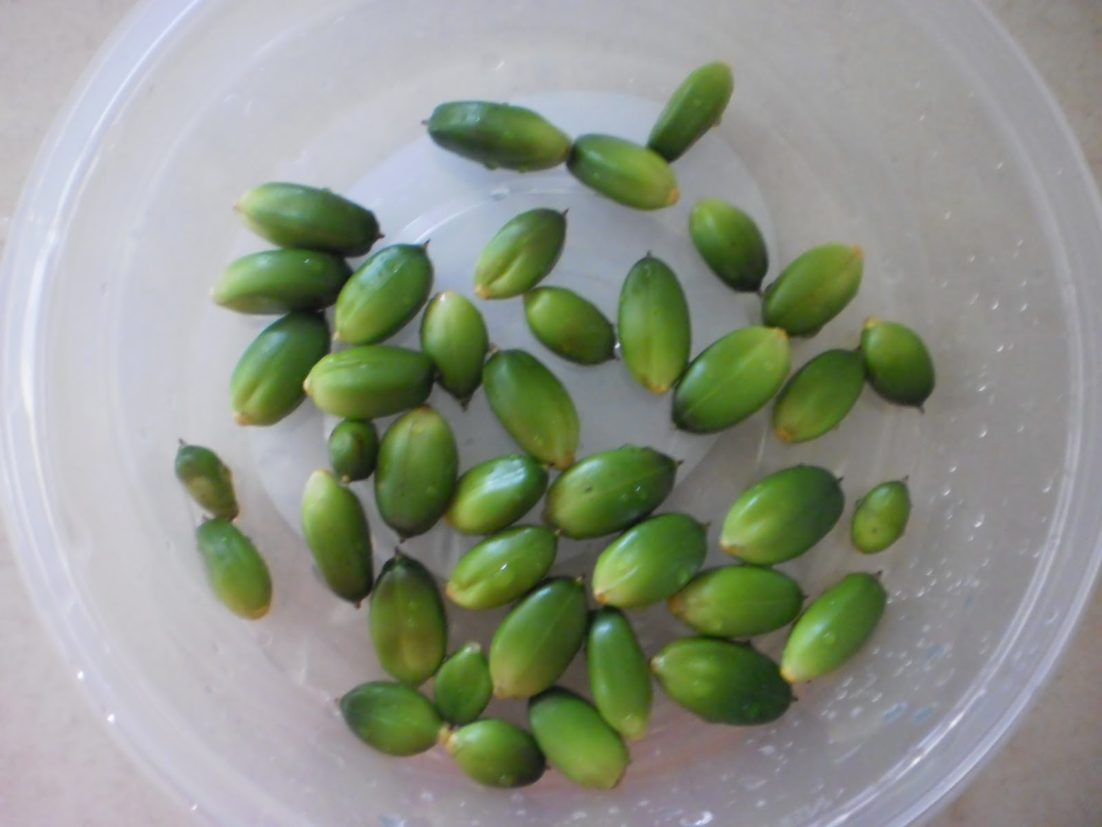manfaat-buah-jeruju manfaat-buah-jeruju