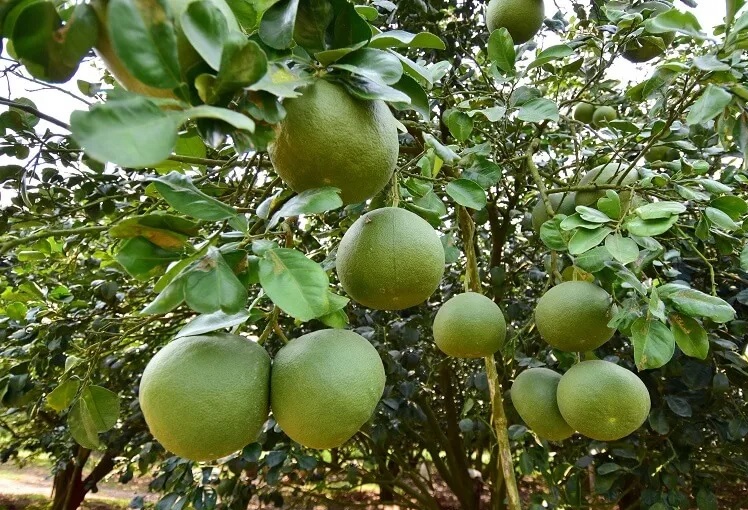 jeruk bali jeruk bali