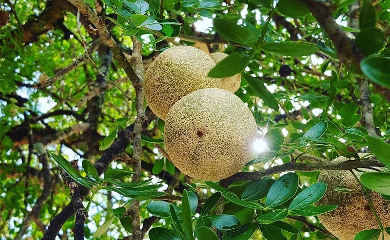 buah kawista buah kawista