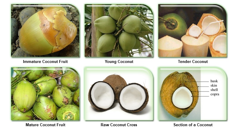 buah kelapa buah kelapa