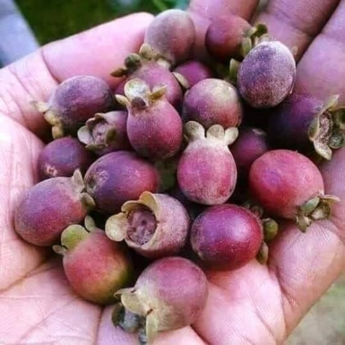 manfaat-buah-kemunting manfaat-buah-kemunting