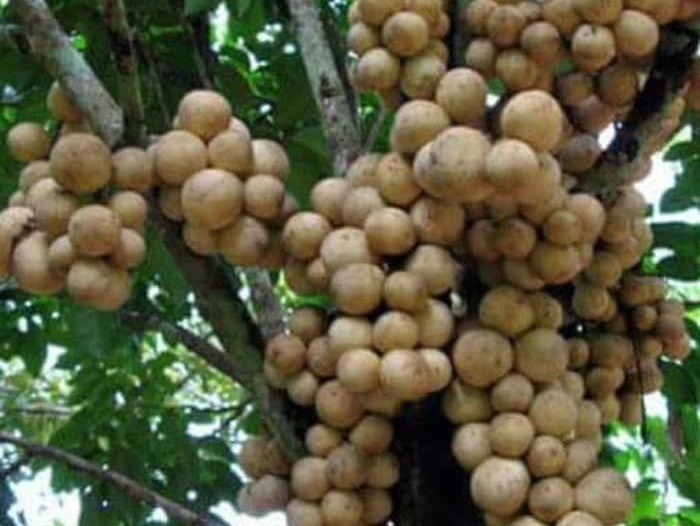 buah-kokosan buah-kokosan