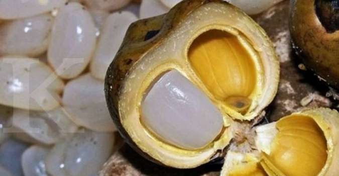 kolang kaling pohon enau kolang kaling pohon aren