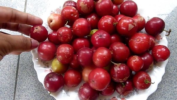 buah-lobi-lobi-adalah buah-lobi-lobi-adalah