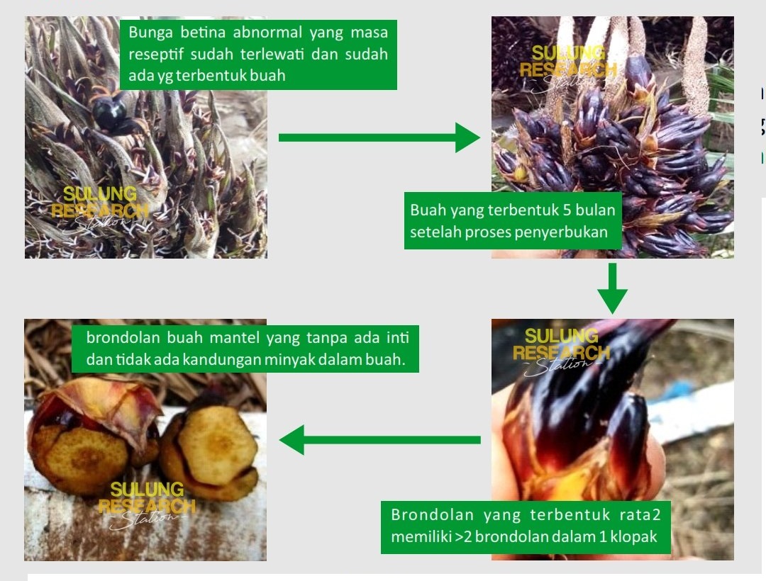 buah sawit mantel buah mantel sawit