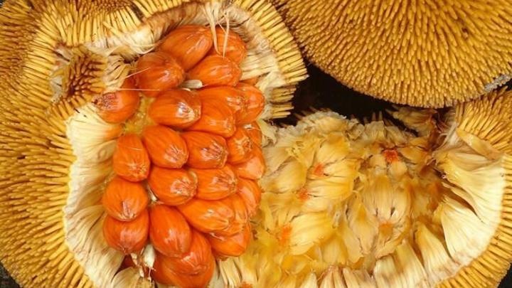 buah-mentawa buah-mentawa