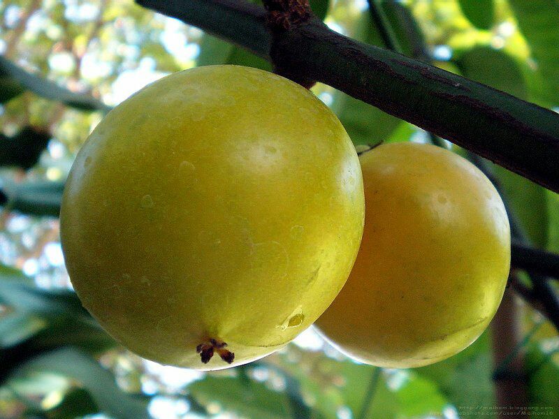 manfaat-buah-mundu manfaat-buah-mundu