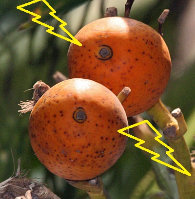 buah pinang matang buah pinang masak