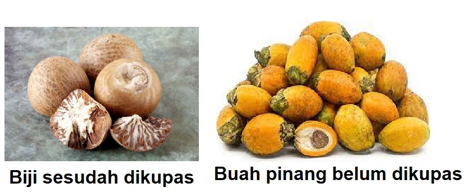 buah pinang buah pinang