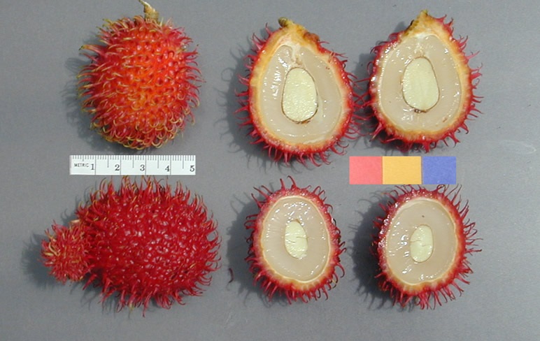 gambar buah rambutan gambar buah rambutan