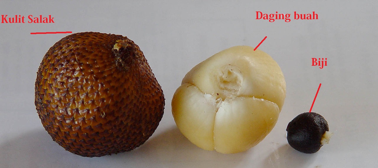 buah salak buah salak