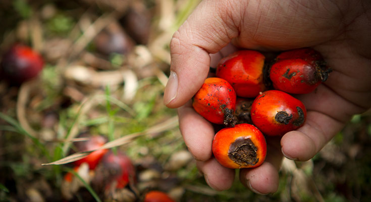 panen buah sawit panen buah sawit