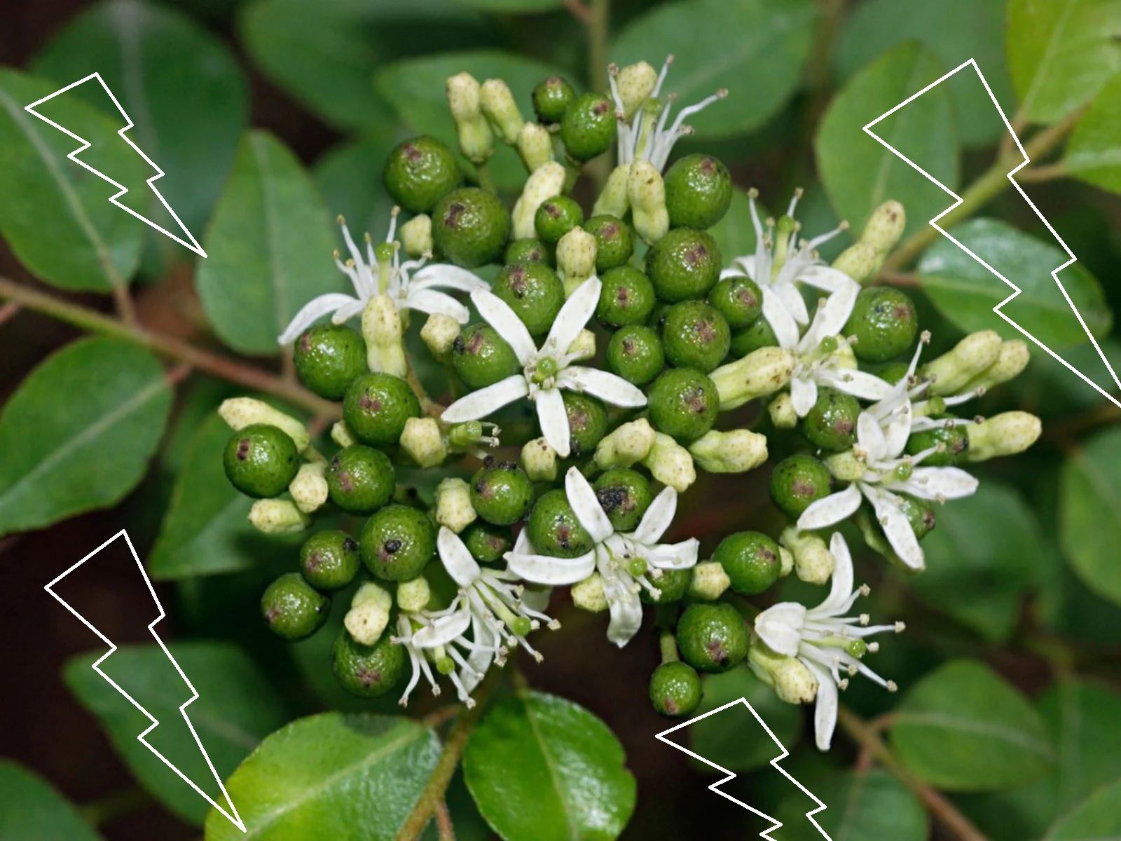 buah daun kari buah daun kari