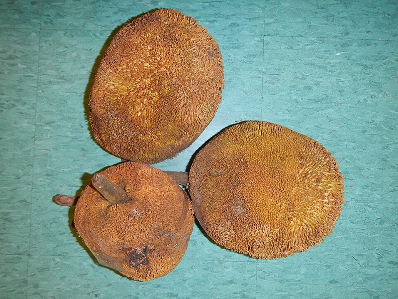 buah-tarap-kalimantan buah-tarap-kalimantan
