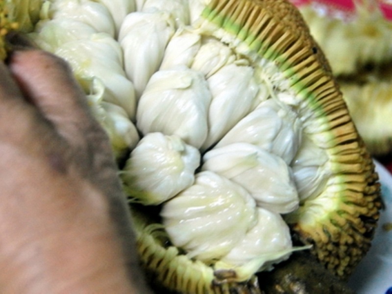 buah-tarap buah-tarap